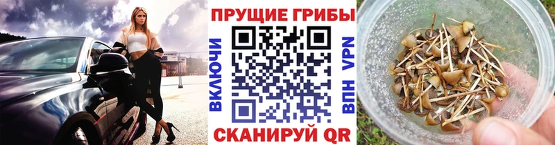 закладка  Усть-Катав  Псилоцибиновые грибы Psilocybine cubensis 